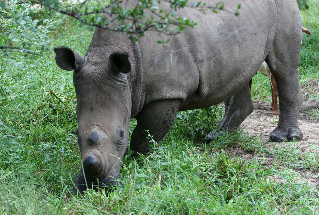 Big Rhinos Need Big Hearts Too