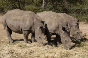 Nhlanhla, Olivia and Khulula