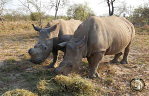 Gertjie and Matimba, Best friends