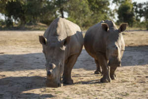 Big Rhinos Need Big Hearts Too