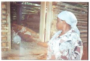 Rabbit rearing.