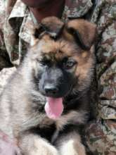 Vodka - our latest K9 recruit