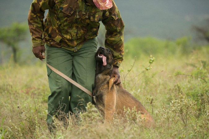 Project Rhino K9 Unit: Defending African Wildlife