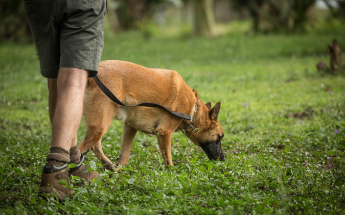 Project Rhino K9 Unit: Defending African Wildlife