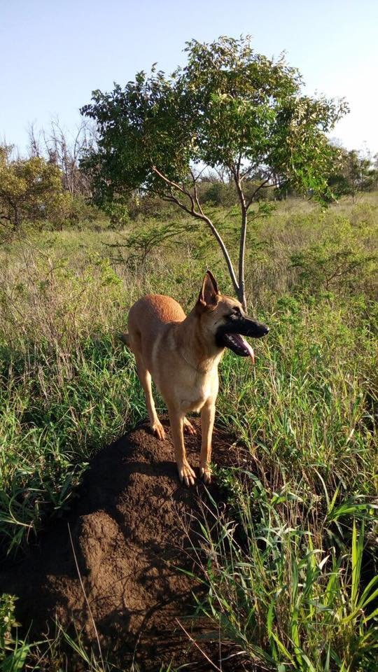 Project Rhino K9 Unit: Defending African Wildlife