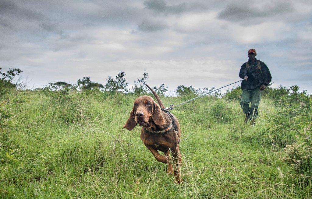 Project Rhino K9 Unit: Defending African Wildlife