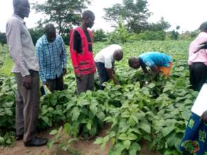 Learning in the Soya bean plantation