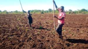 Planting