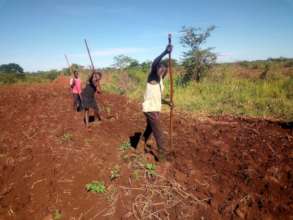 Planting Soya Bean