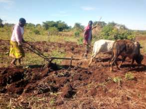 Ox_Ploughing 2