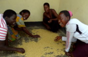 Improving lives of 500 rural farmers in N. Uganda