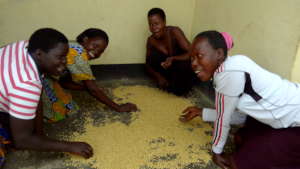 Improving lives of 500 rural farmers in N. Uganda