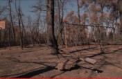 Attika wildfires 2018: Recovery support
