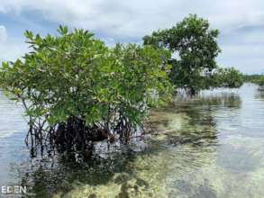 Indonesia Mangroves