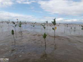 Mangroves in Indonesia