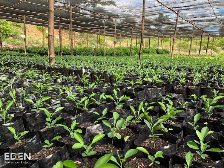 100s of saplings in Nursery before replanting