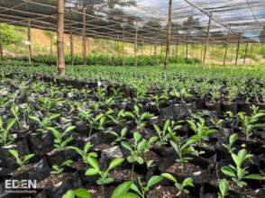 100s of saplings in Nursery before replanting