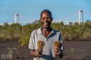 Propagules for Mangroves  - Madagascar & Mozambiq