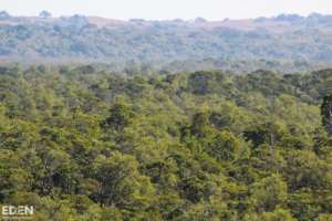 Fully grown up forest site