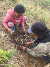 Root crop planting materials