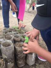 Transplanting baby trees