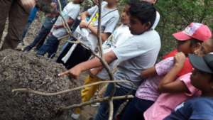 Seventh graders observe termites nest!