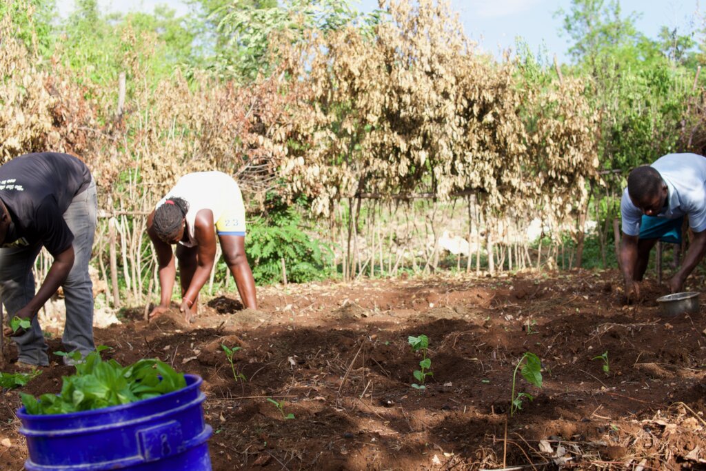 Transplanting seedlings into a kitchen garden.