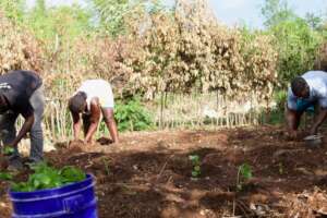 Transplanting seedlings into a kitchen garden.