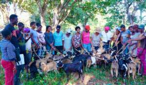 Families receive goats as the pgm begins.