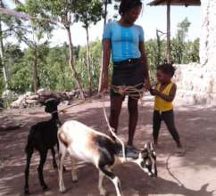 In July families began receiving their animals.