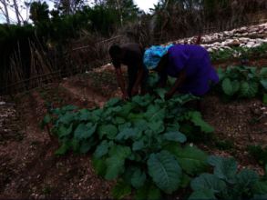 Families learn how to plant home vegetable gardens