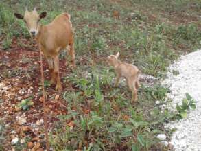 Goats are one type of animal families can choose.