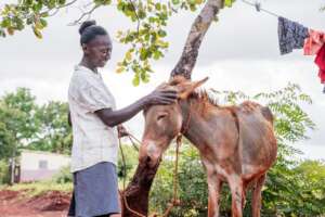 The pgm vet treated 118 goats, 75 pigs, 19 donkeys