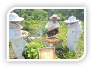 Carlos learning about beekeeping in Sarstun