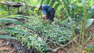 Tree nursery for agroforestry
