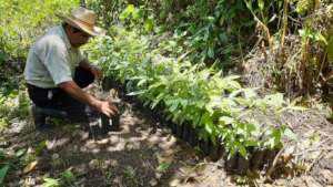 Growing trees for agroforestry