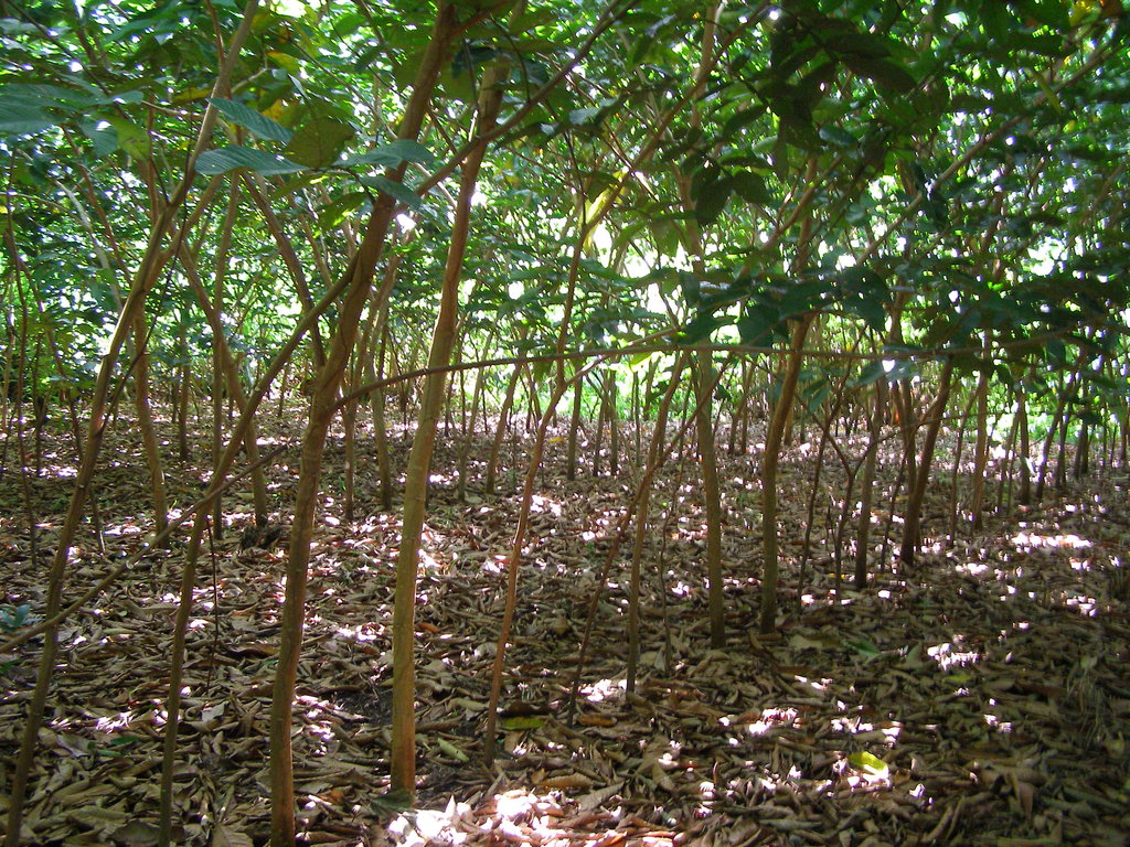 Sustainable Livelihoods for 100 Families