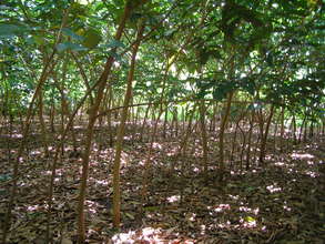 Agroforestry