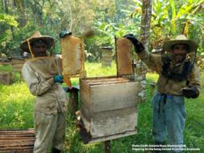 Honey Harvest in Ixcan