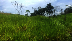 Pasture used for raising cattle