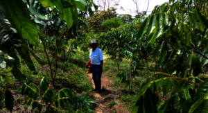 Luis on land with year-and-a-half old Inga trees