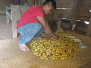 Eduardo checks seeds for quality control