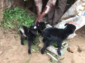 Goat Triplets Born in Our Women's Cooperative