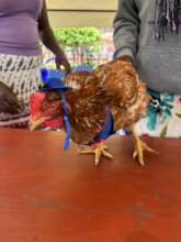 Hennifer Lawrence, Ready to Race our Chicken Run!