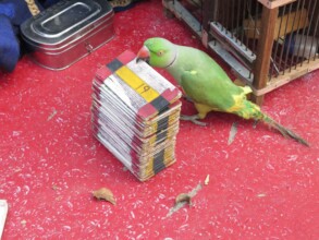 Fortune telling parrot-may give the wrong card
