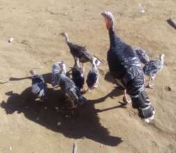 Turkeys from hibiscus sabdariffa farming profits