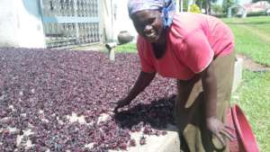Value Addition by Sun Drying Hibiscus Sabdariffa
