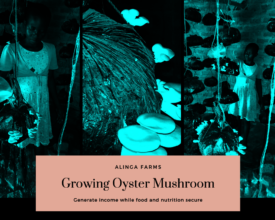 Innovation - Growing Oyster Mushrooms