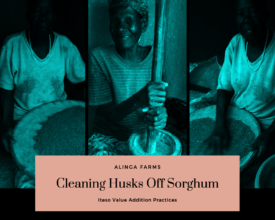 Value Addition - Iteso Cleaning Husks off Sorghum