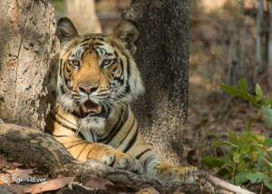 A Young Male Tiger Shelters at the Base of a Tree